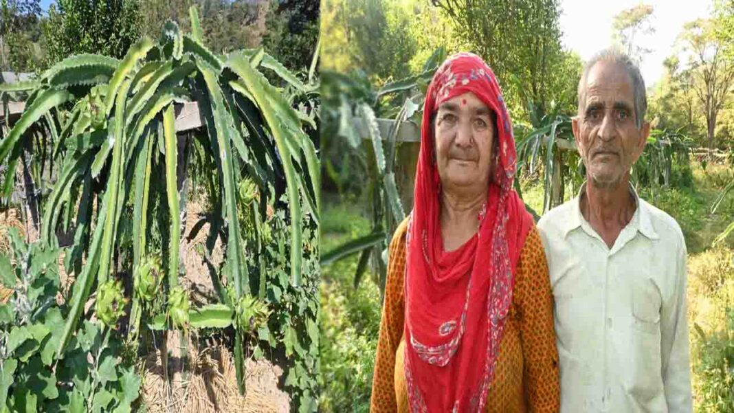 पारंपरिक खेती छोड़ ड्रैगन फ्रूट की बागवानी से संवर रही भरनाल के किसानों की आर्थिकी